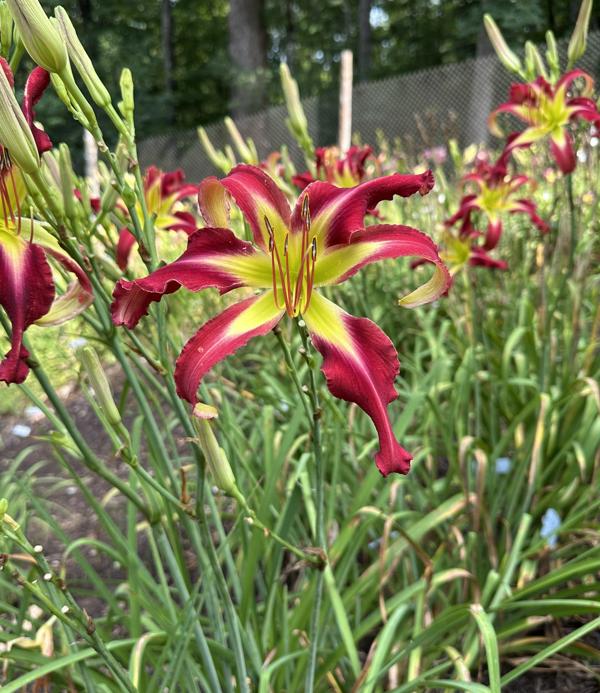 Andrew's Red Dragon (Clumps)